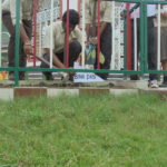 Mission Green School