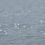 WhatsApp Image 2025-02-08 at 1.13.01 PM (1)